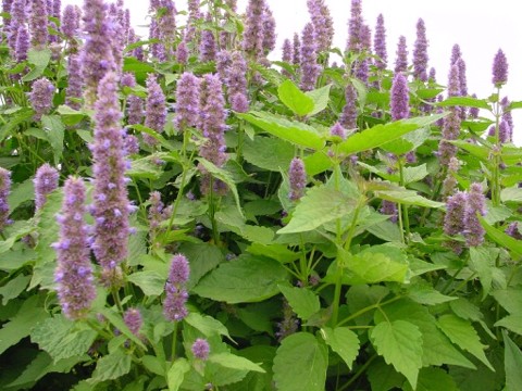 Patchouli Plant